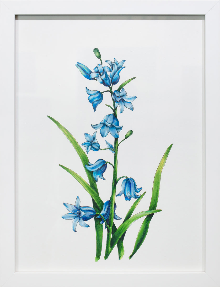 A framed blue and green botanical illustration by Elizabeth Iadicicco.
