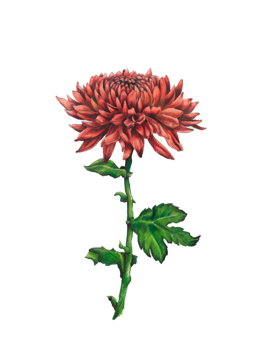 An illustration of a red chrysanthemum by Elizabeth Iadicicco.