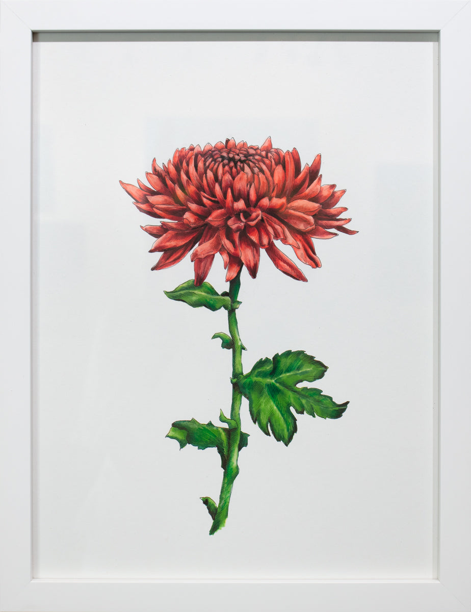 A framed botanical illustration by Elizabeth Iadicicco.