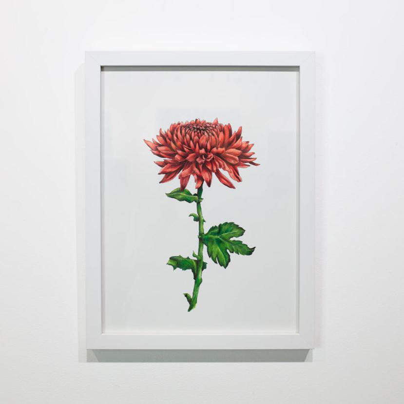 A framed botanical illustration hangs on a white wall.