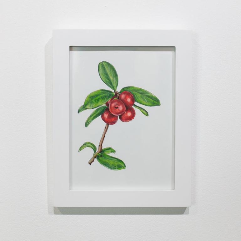 A framed botanical illustration hangs on a white wall.