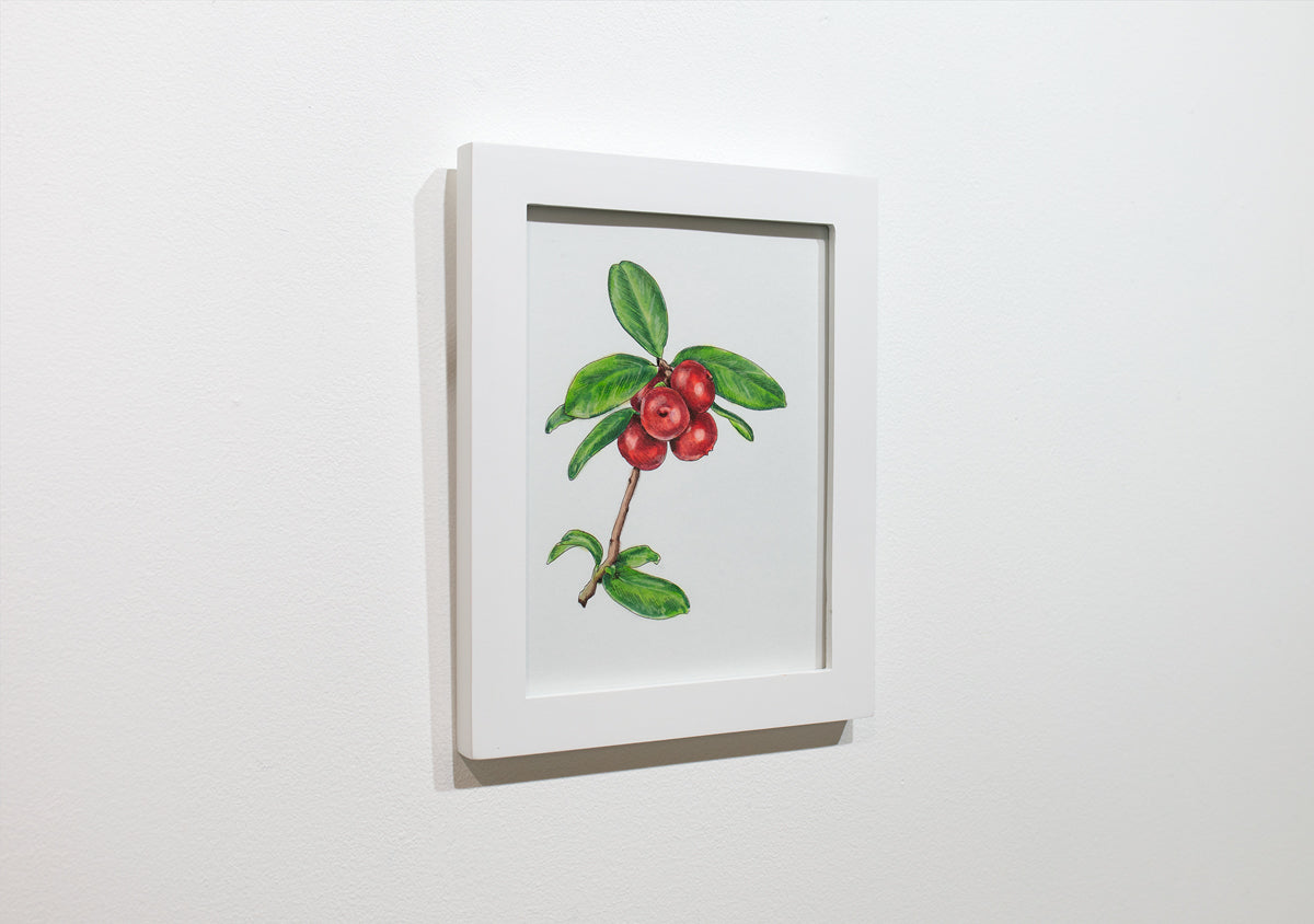A framed botanical illustration hangs on a white wall.