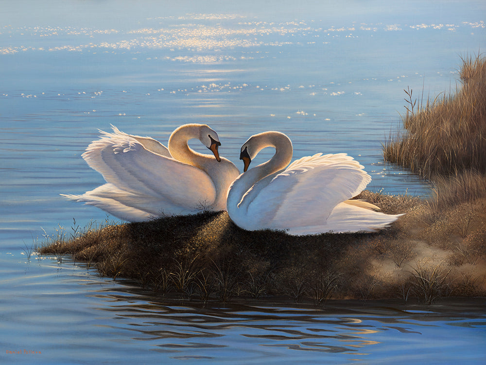 A print of a contemporary realist painting of two swans resting on the bank of a body of water.