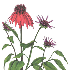 A botanical illustration of a large red flower with smaller violet flowers by Elizabeth Iadicicco. 