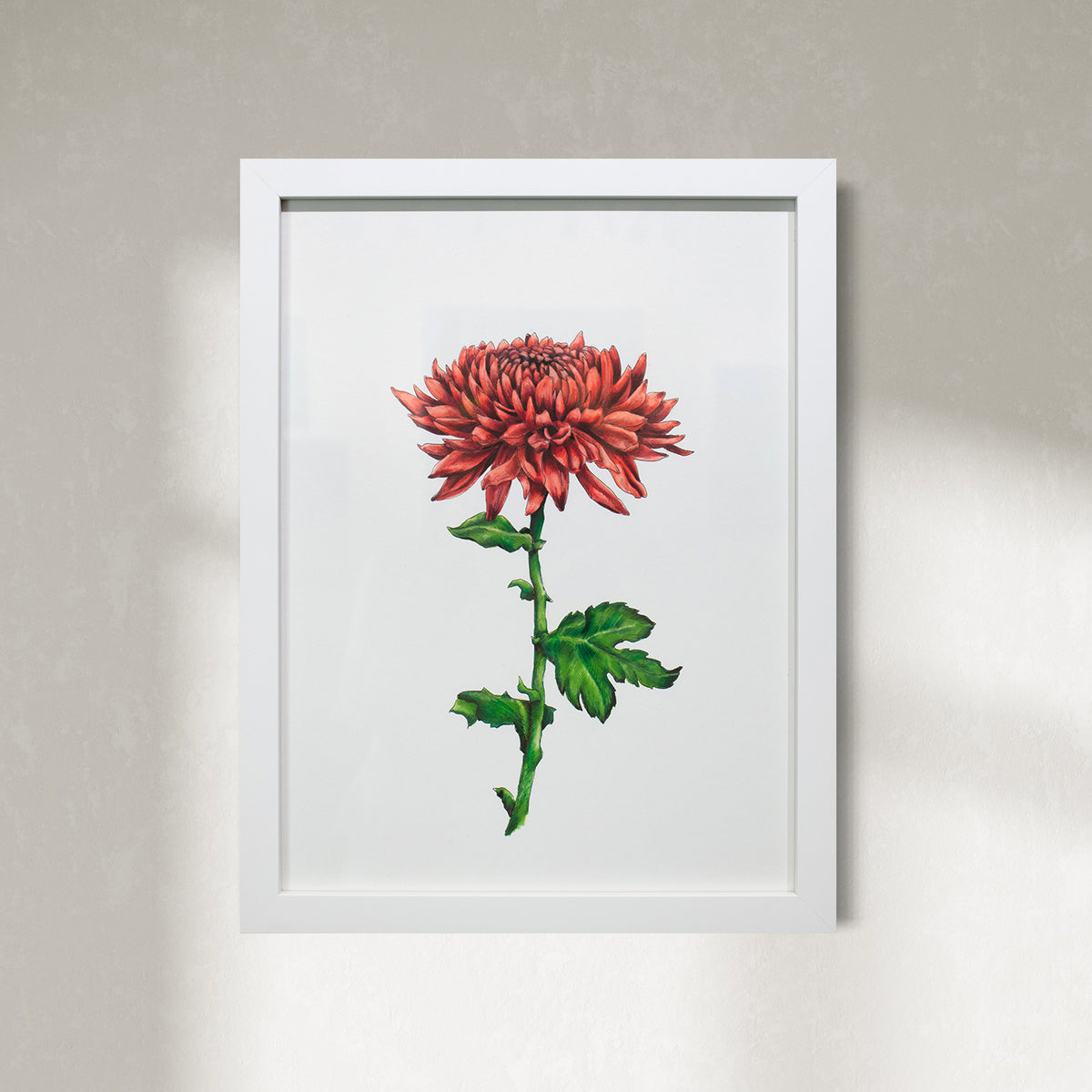 Chrysanthemum - Original Drawing *