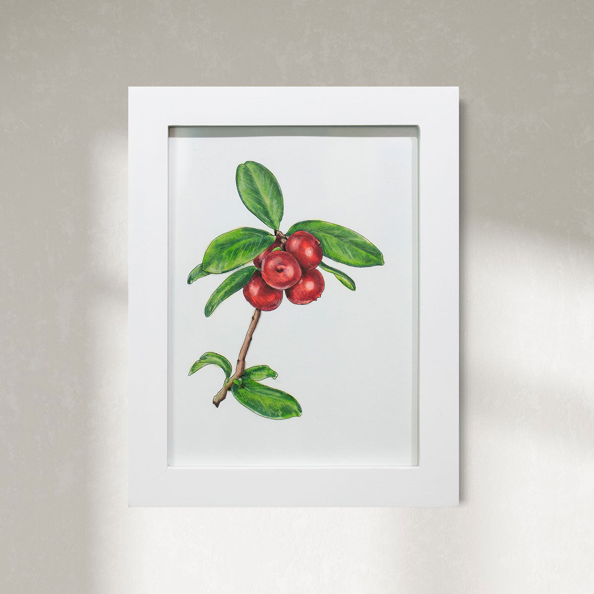 Cranberries - Original Drawing *