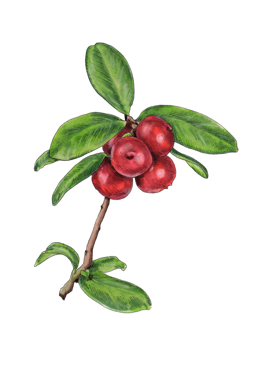 A botanical illustration of cranberries by Elizabeth Iadicicco.