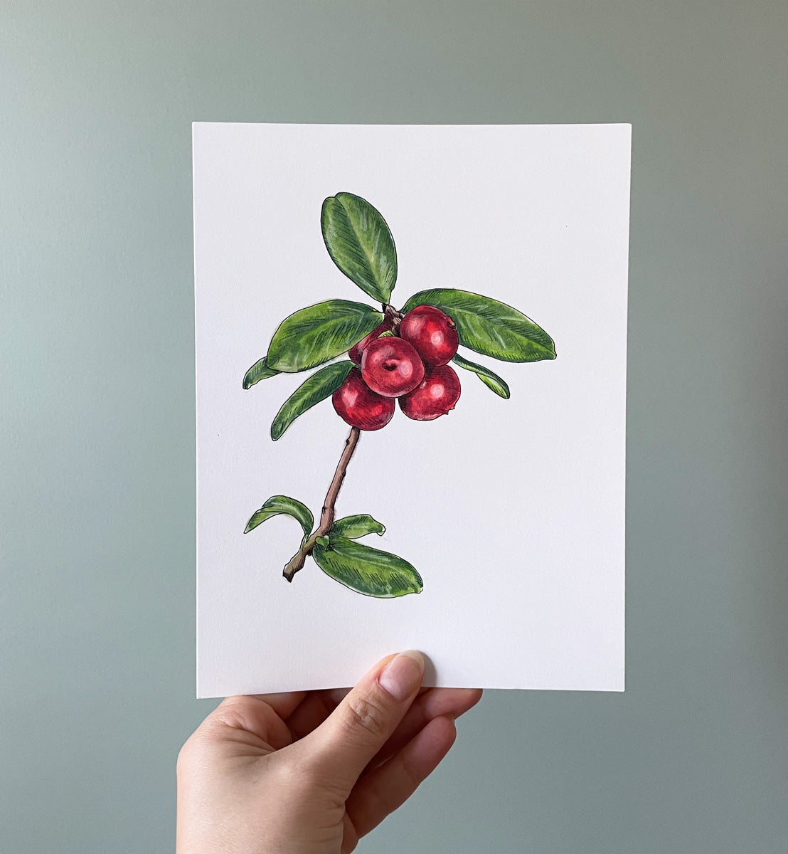 A hand holds a botanical illustration of cranberries on paper in front of a green wall.