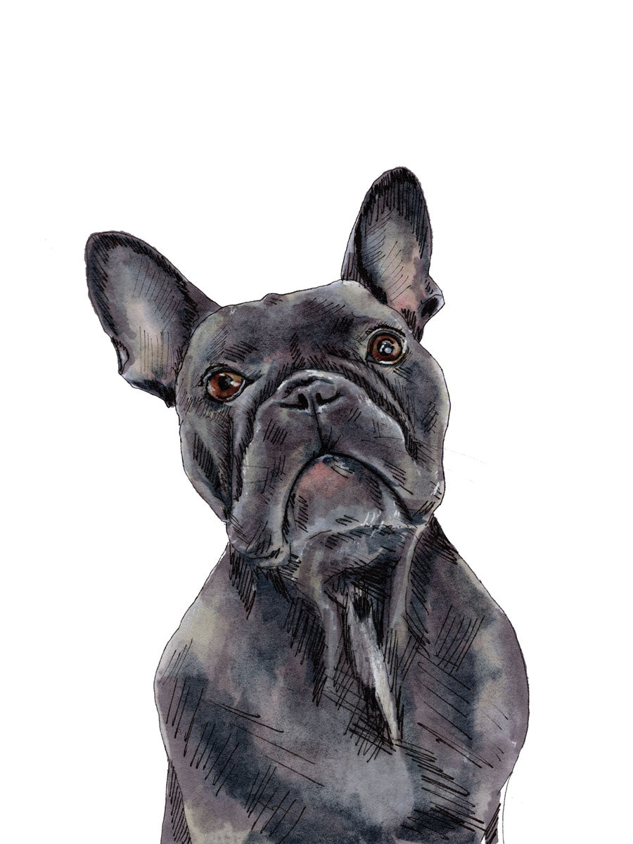 An illustration of a French bulldog on a white background by Elizabeth Iadicicco.