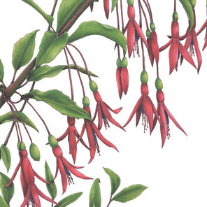 A red and green botanical illustration by Elizabeth Iadicicco. 