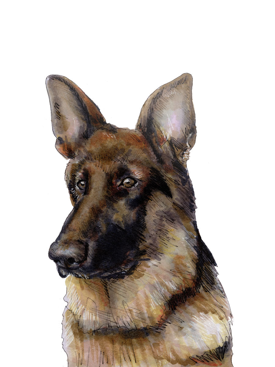 An illustration of a German Shepherd by Elizabeth Iadicicco.