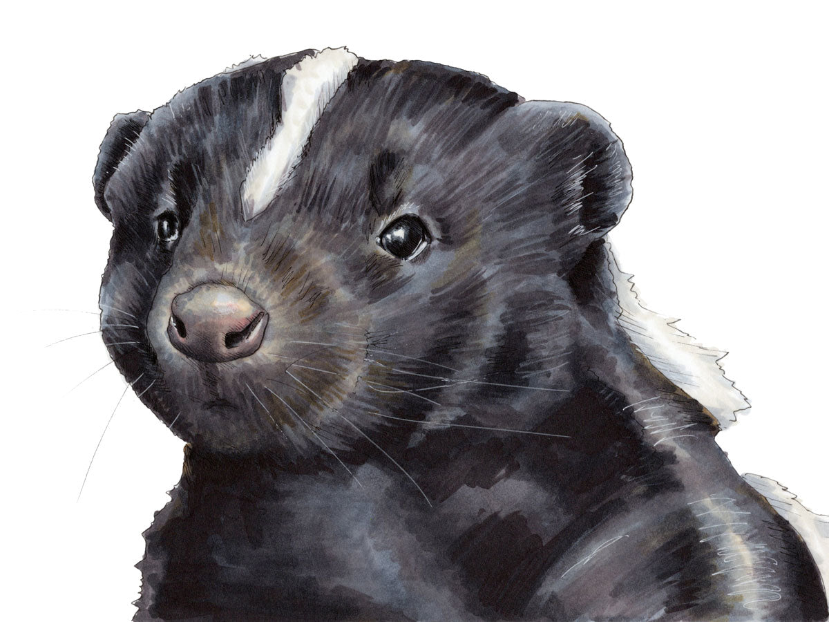 An illustration of a skunk.