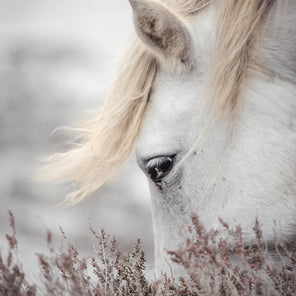 A contemporary photograph of a wild horse with their nose buried light pink shrubbery. 