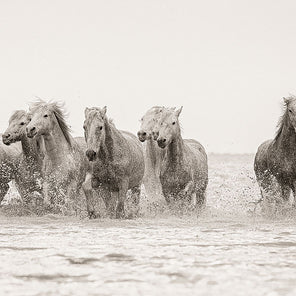 A photograph of a band of horses running through water. 