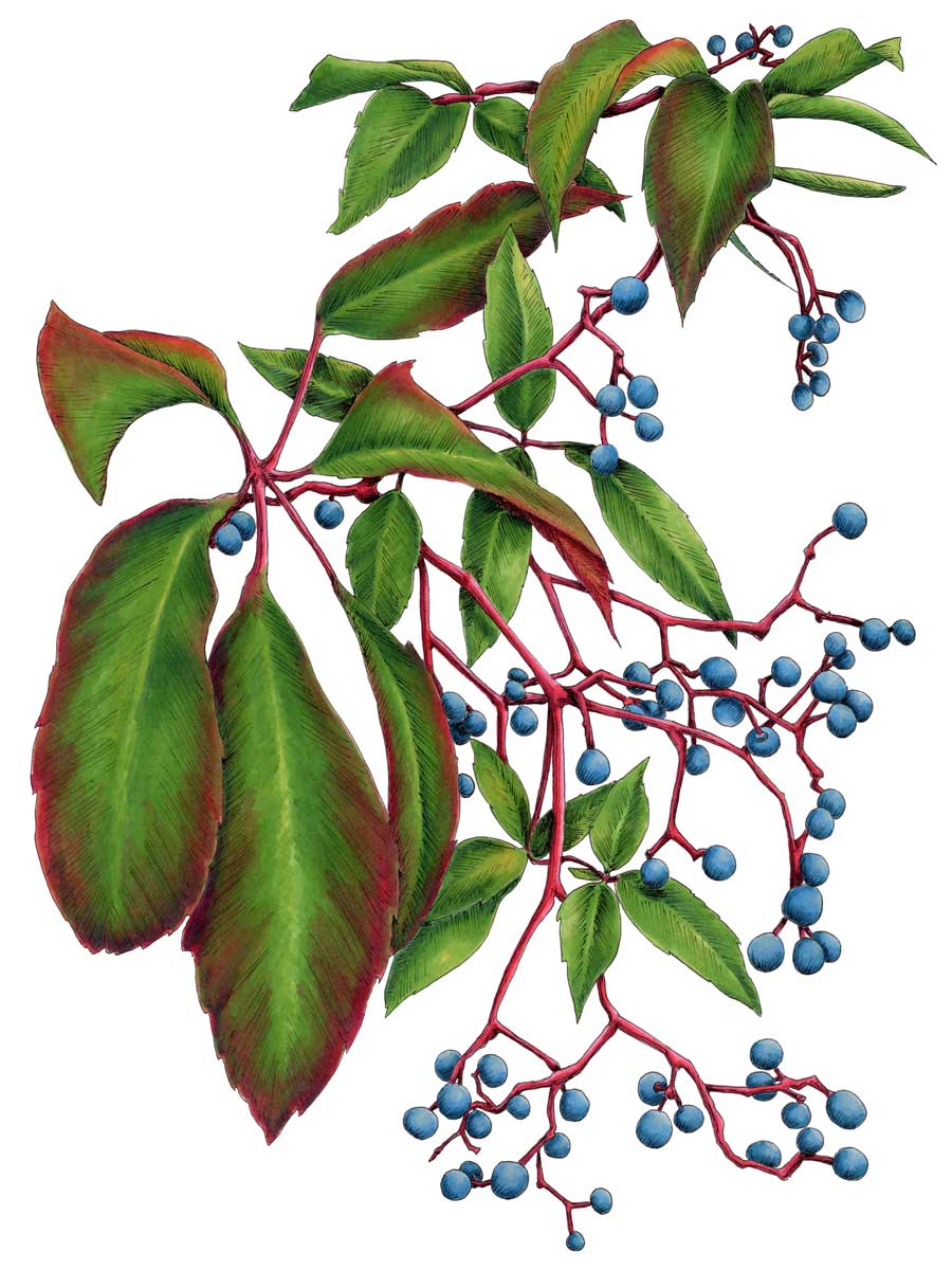 A green and red plant print with blue berries by Elizabeth Iadicicco.