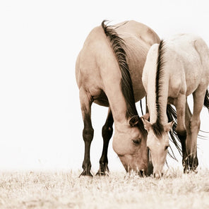 A contemporary photograph of two horses grazing. 
