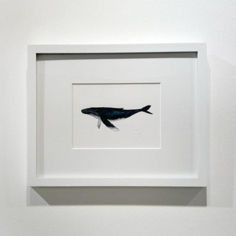 A blue, white and black illustration drawing of a whale in a white frame with a mat hangs on a white wall.
