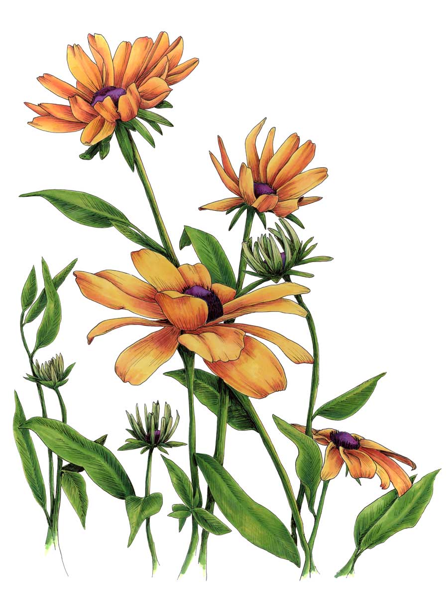 Yellow and orange flowers with a purple center and green stems and leaves print by Elizabeth Iadicicco.