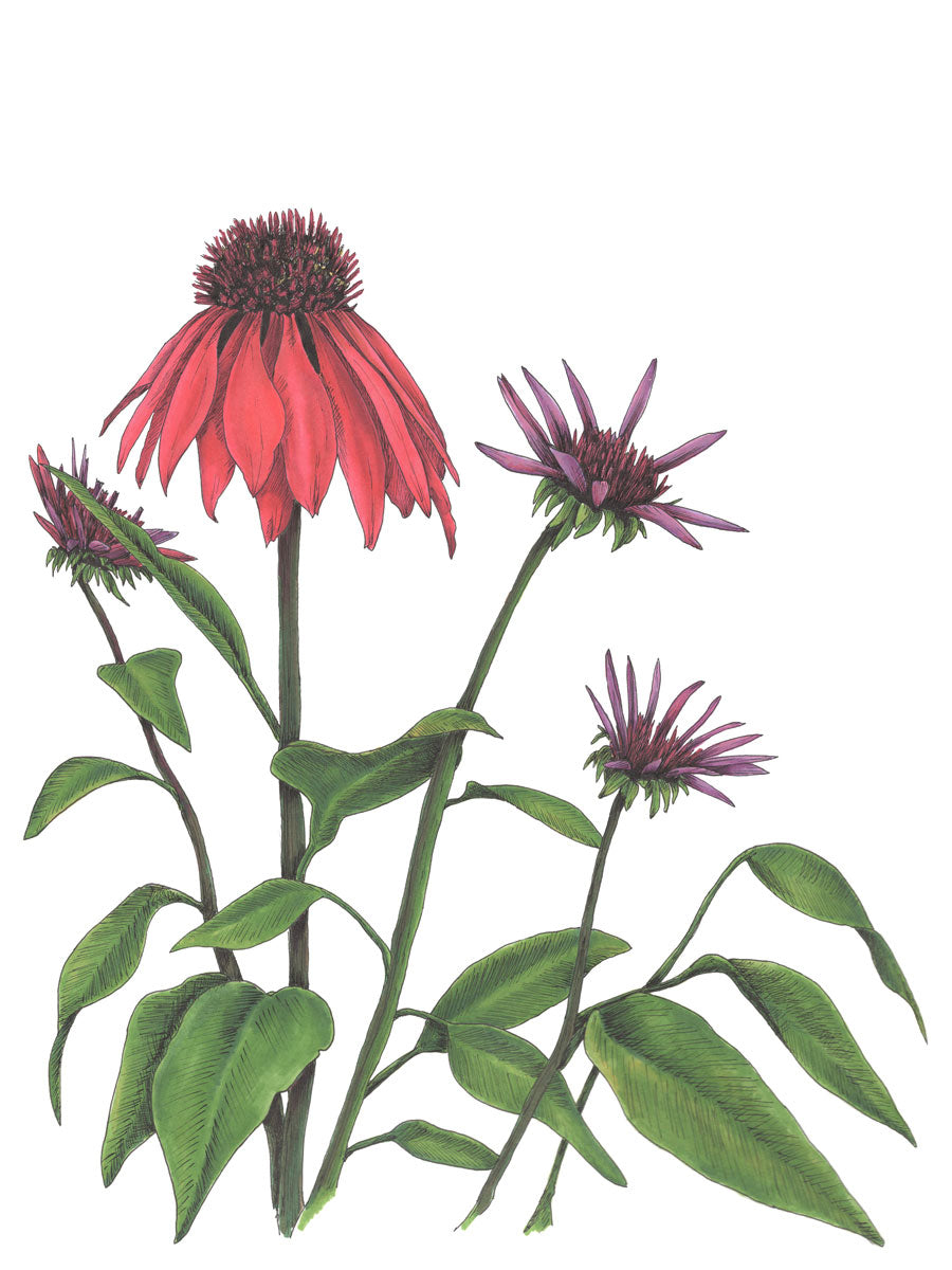 Red and purple flowers with green stems and leaves print by Elizabeth Iadicicco.