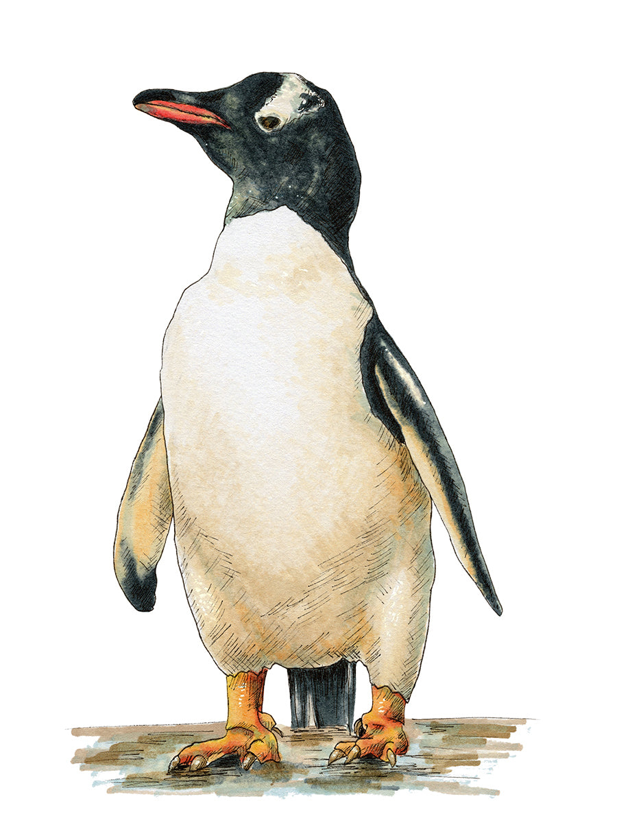 A penguin print by Elizabeth Iadicicco.