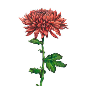 An illustration of a red chrysanthemum by Elizabeth Iadicicco. 