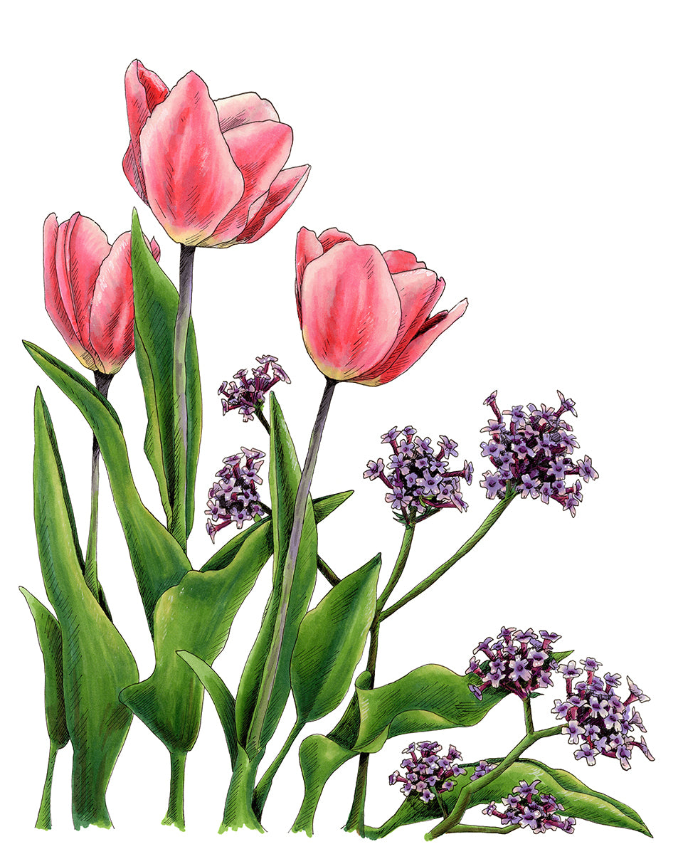 Neighborhood Tulips - Original Drawing