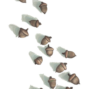 An illustration of acorns by Elizabeth Iadicicco. 