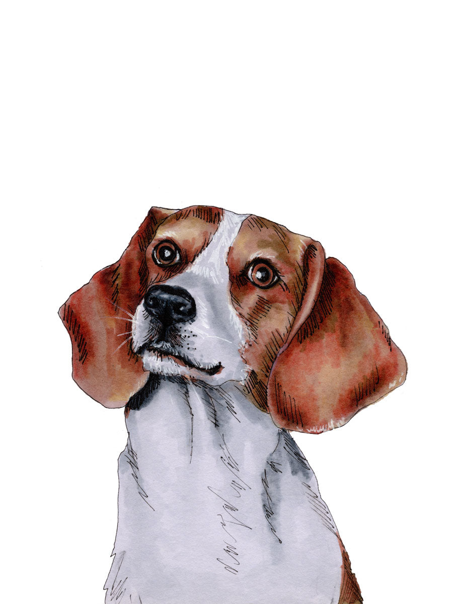 An illustration of a beagle dog on a white background by Elizabeth Iadicicco. 