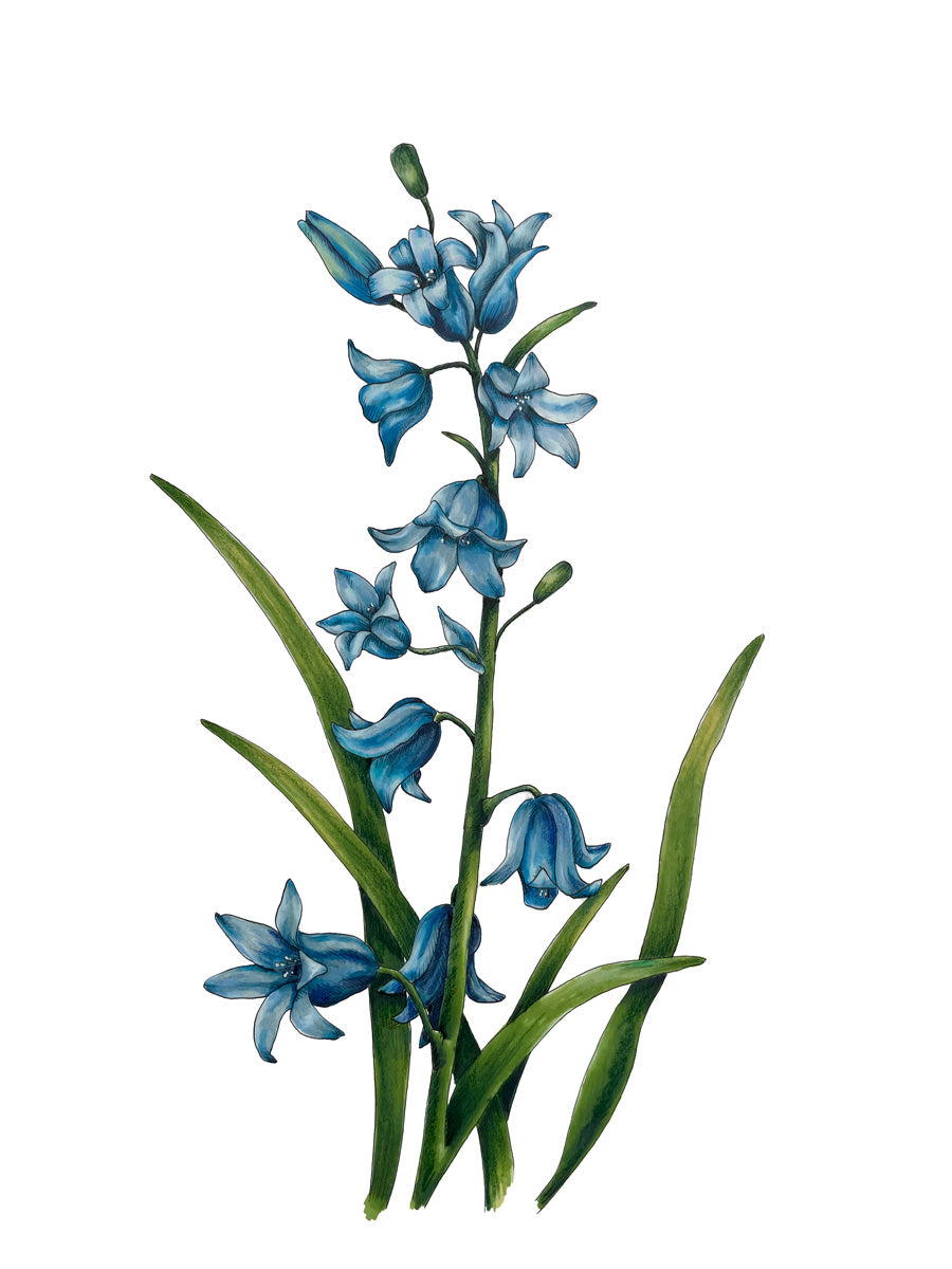 A blue and green botanical illustration by Elizabeth Iadicicco. 