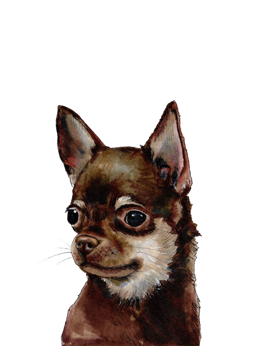 An illustration of a Chihuahua dog by Elizabeth Iadicicco. 