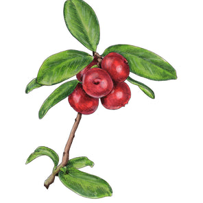 A botanical illustration of cranberries by Elizabeth Iadicicco. 