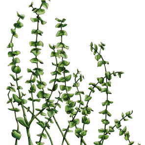 Eucalyptus