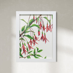 Hummingbirds