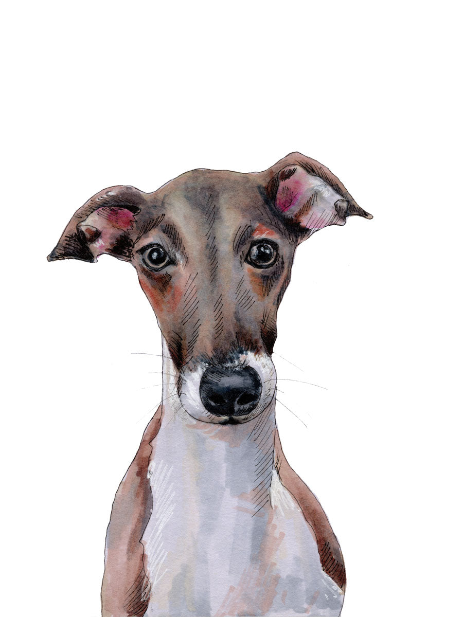An illustration of an Italian Greyhound dog by Elizabeth Iadicicco. 