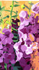 A video of an abstract painting of flowers on a white wall