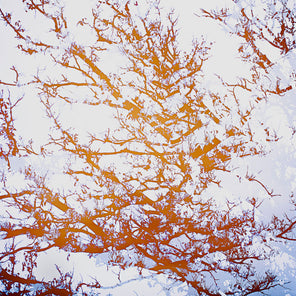 An abstract photograph of tree branches by artist Tori Gagne. 
