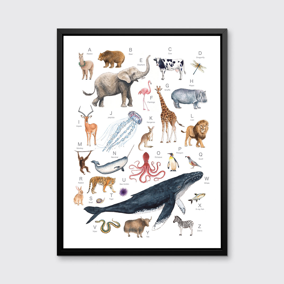 A multicolored print of different animals through the alphabet in a black floater frame hangs on a white wall.