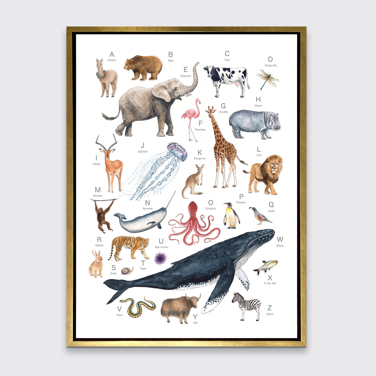 A multicolored print of different animals through the alphabet in a gold floater frame hangs on a white wall.