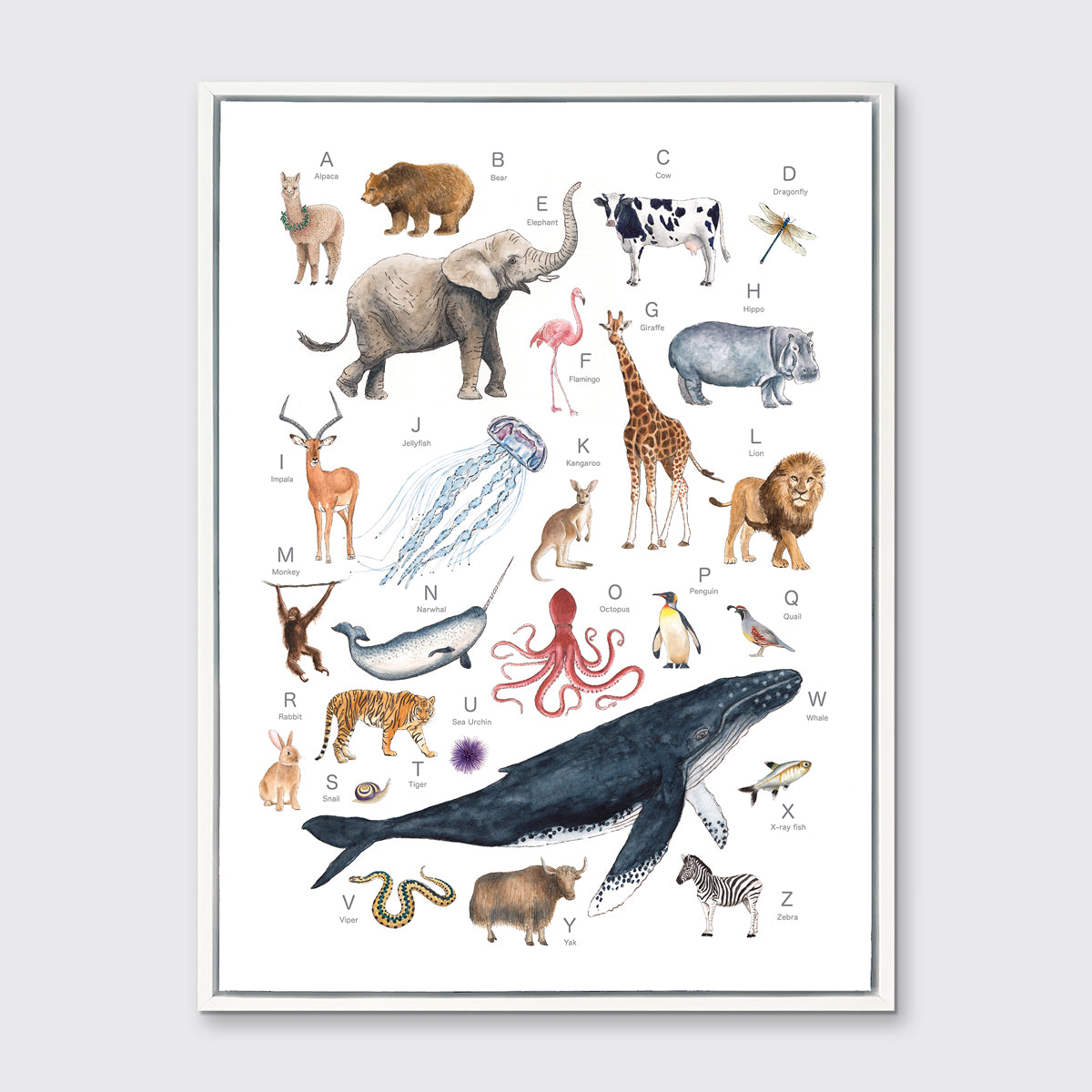 A multicolored print of different animals through the alphabet in a white floater frame hangs on a white wall.