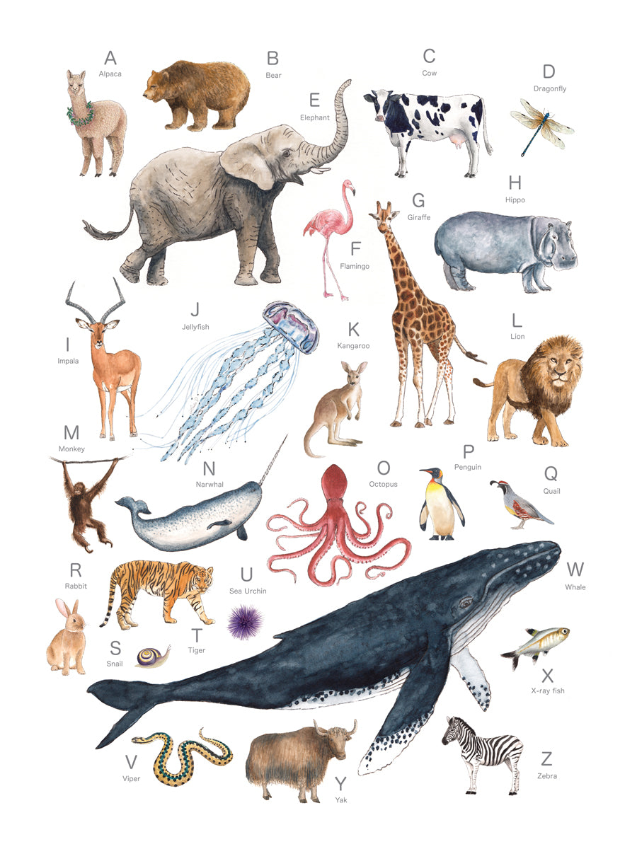 A multicolored print of different animals through the alphabet by Laerta Premto.