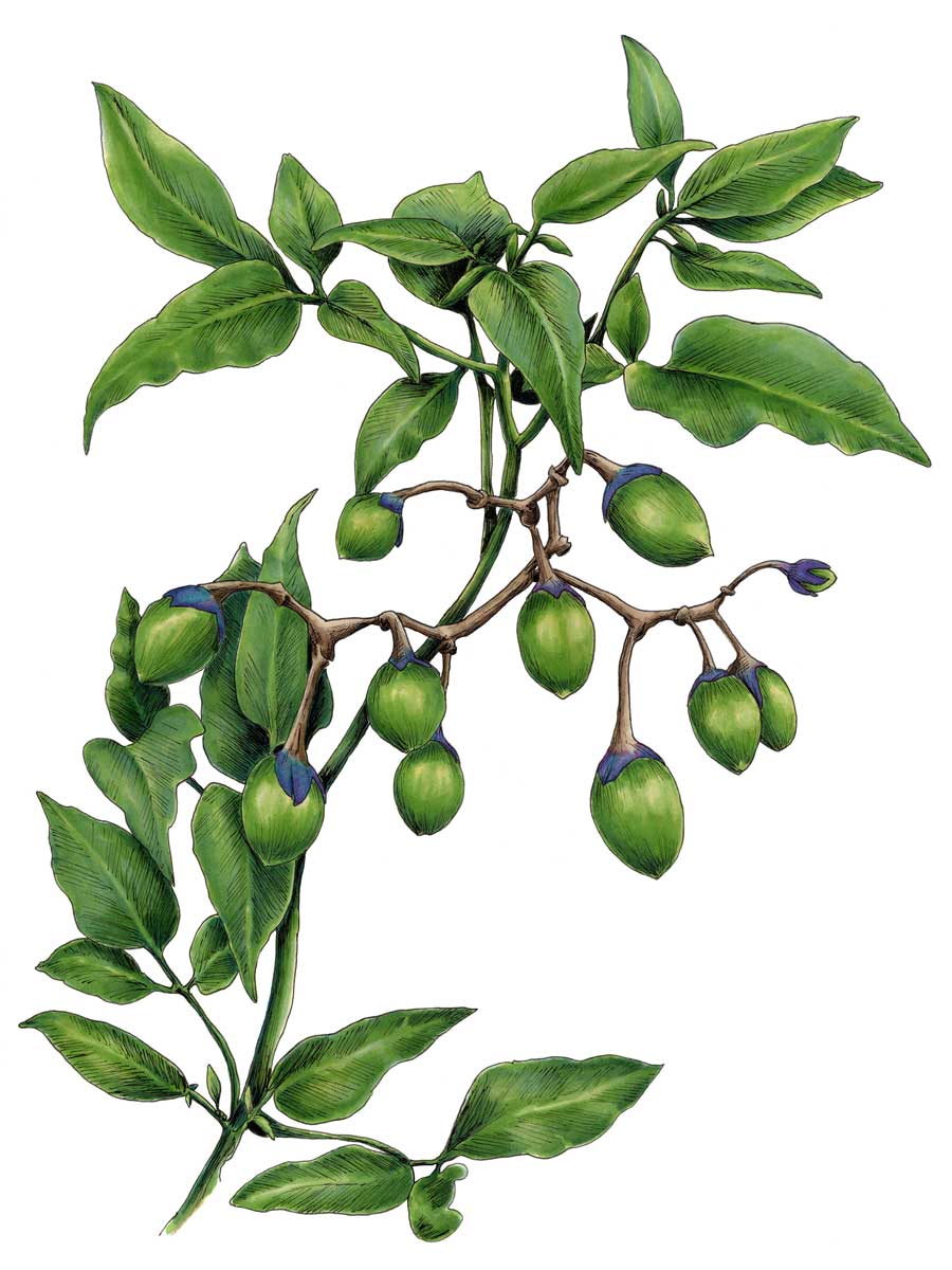 A green plant print with hints of blue and brown by Elizabeth Iadicicco.