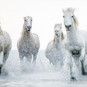 A photograph of wild horses running through water. 