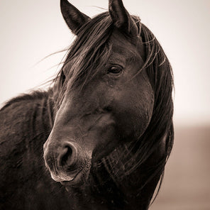 A close up view of a wild horse. 