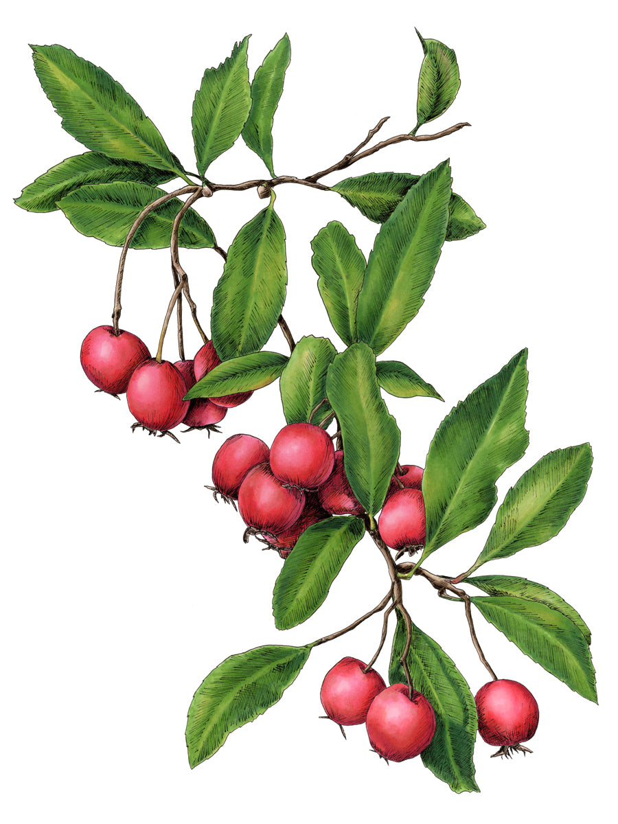 A red berry and green leaf print by Elizabeth Iadicicco.