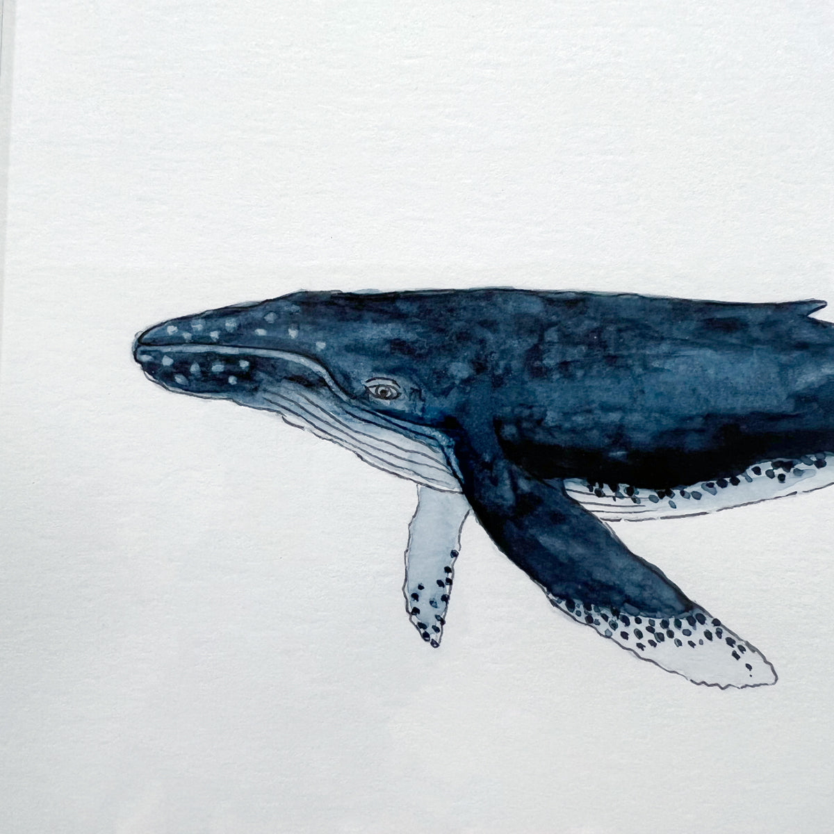 A close up view of the whale's head and front fins.