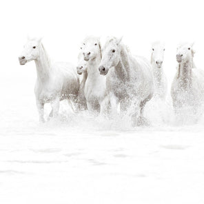 A white contemporary photograph of a band of wild horses running through water. 