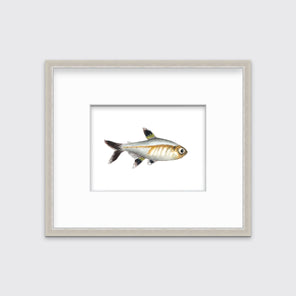 A black, silver and brown fish print in a silver frame with a mat hangs on a white wall.