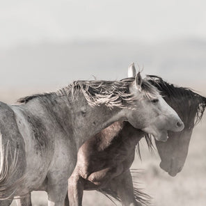 A greyscale photograph of two wild horses interacting. 