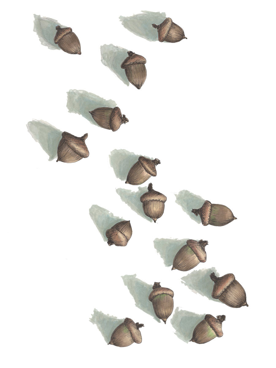 A print of fourteen brown acorns with shadows on a white background.