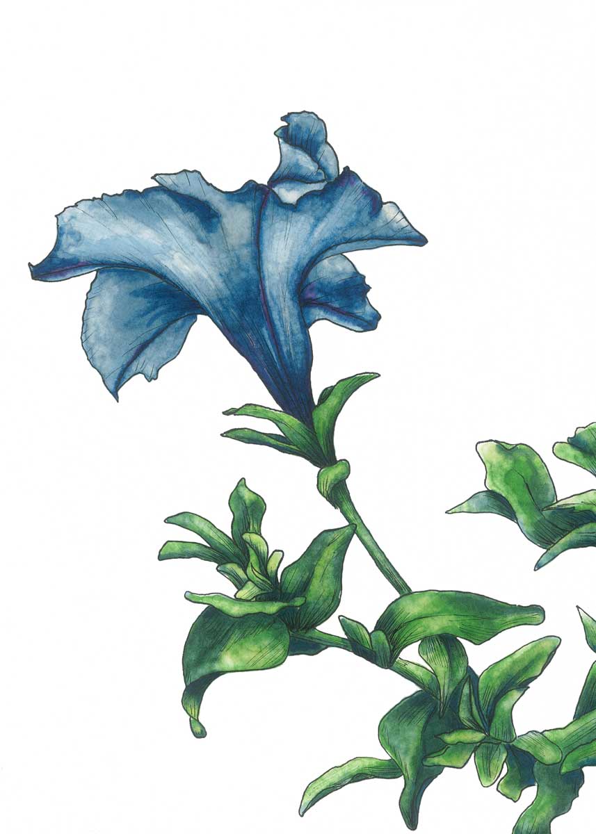 A blue and green flower print by Elizabeth Iadicicco.
